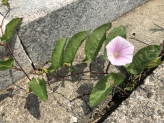 Calystegia pubescens