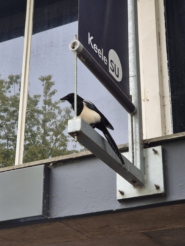 Eurasian Magpie