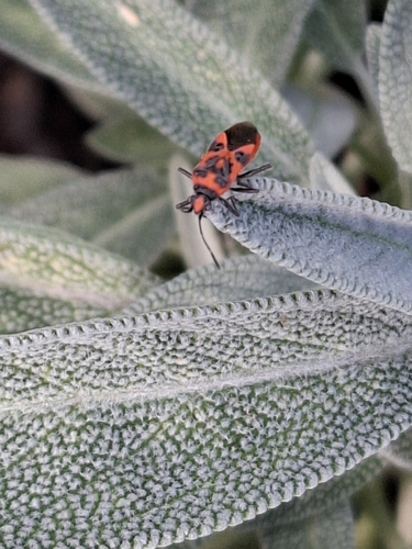 Spotted Firebug
