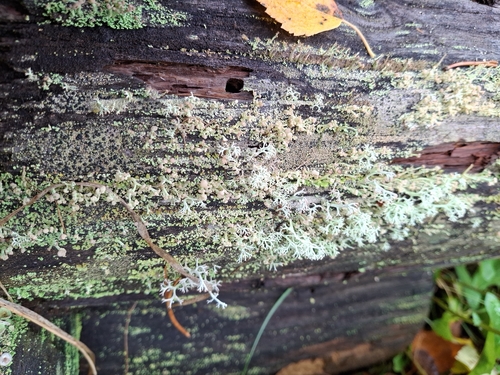 Wooden Soldiers Lichen