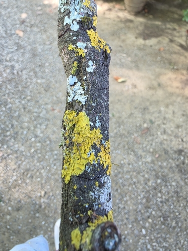 Common Sunburst Lichen