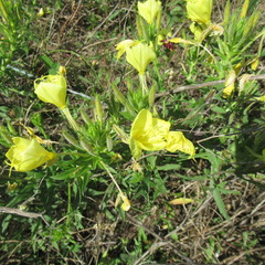 Oenothera rhombipetala