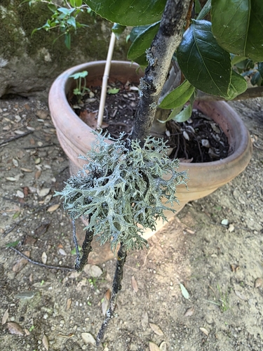 Oakmoss