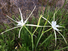 Hymenocallis palmeri