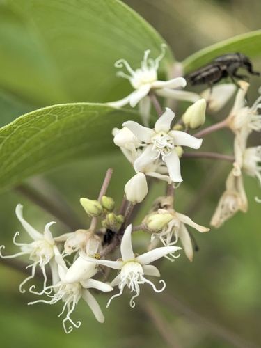 Cynanchum chinense