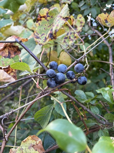 Vitis labrusca observed 2026-09-23