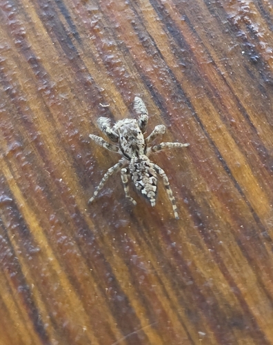 Fencepost jumping spider