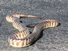 Aspidites melanocephalus