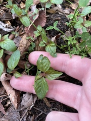 Clinopodium gracile