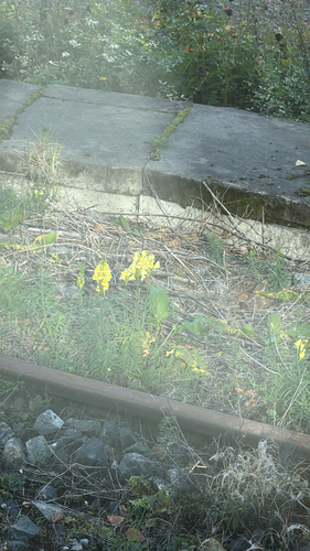 common toadflax