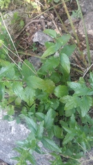 Brickellia cylindracea