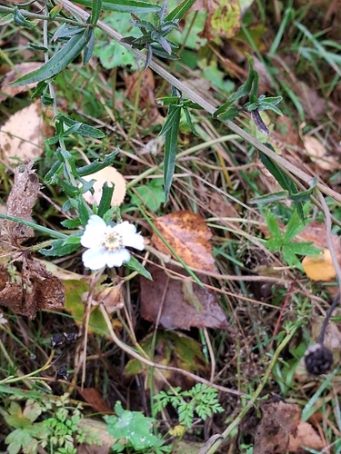 Sneezewort