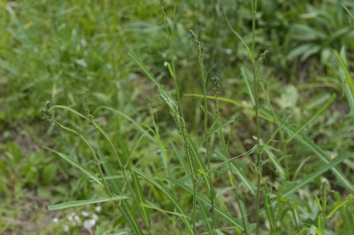 Indian lettuce