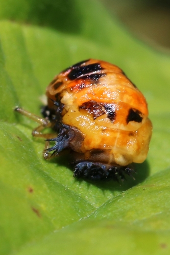 Asian Lady Beetle