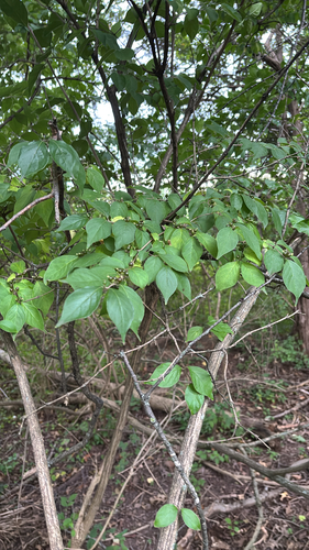 Amur honeysuckle