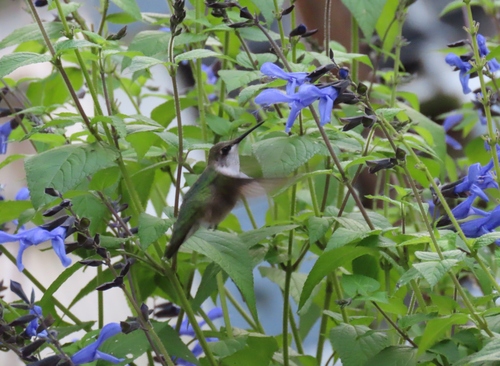Ruby-throated Hummingbird