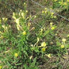 Oenothera rhombipetala