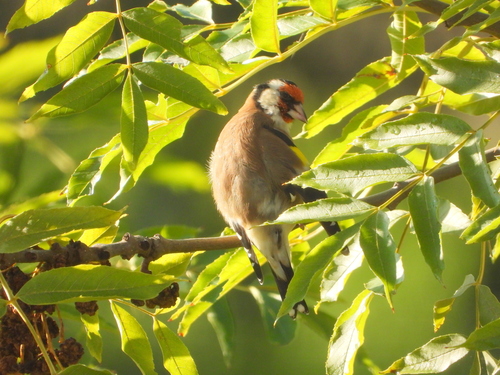 European Goldfinch