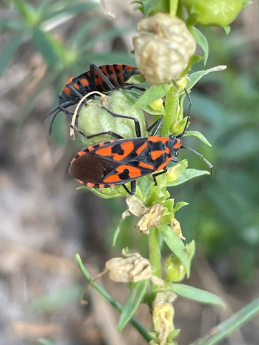Spilostethus saxatilis
