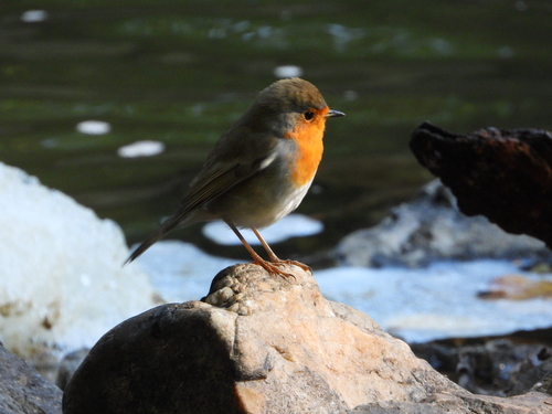 European Robin