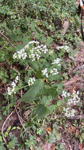 white snakeroot