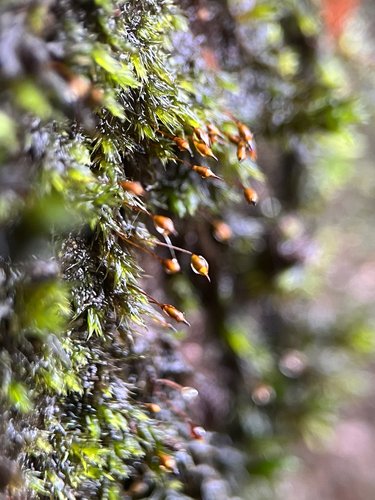Daltonia splachnoides observed 2026-02-09