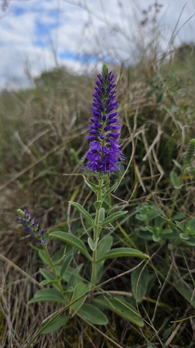 Spiked Speedwell