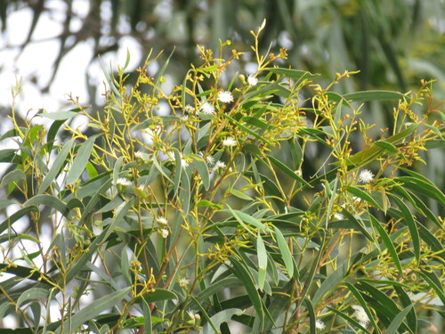 Eucalyptus amygdalina observed 2026-09-24