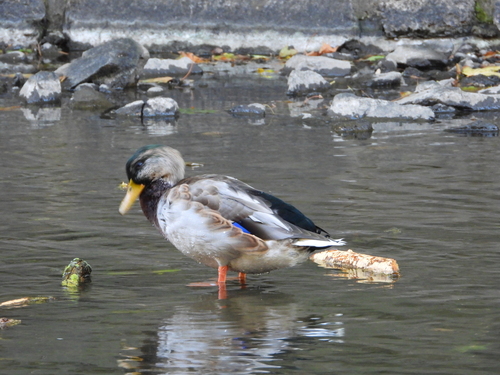 Mallard