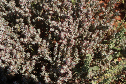 Sclerolaena obliquicuspis, 2026-09-20