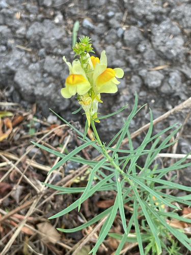 common toadflax