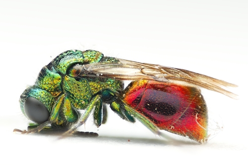 Pseudomalus auratus