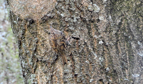 Eurasian Treecreeper