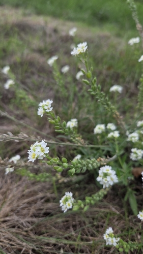 hoary alyssum