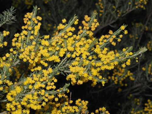 Acacia lineata, 2026-09-15