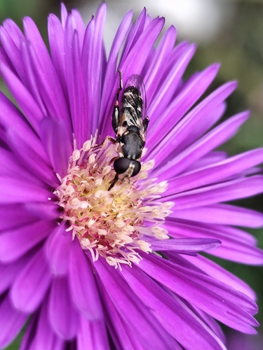 Thick-legged Hover Fly