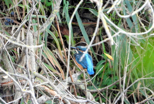 Common Kingfisher