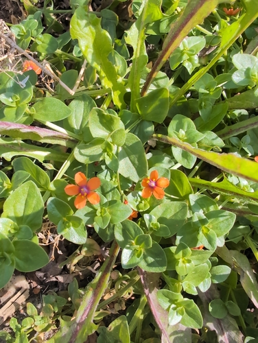 Lysimachia arvensis, photograph 5