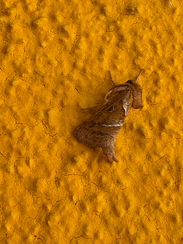 Orange Swift