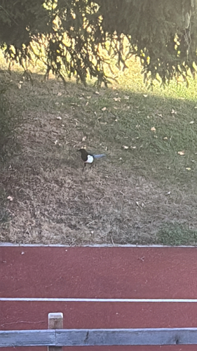 Eurasian Magpie
