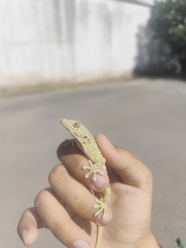 Moorish Gecko
