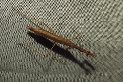 Bistanta mexicana