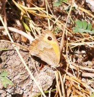 Meadow Brown