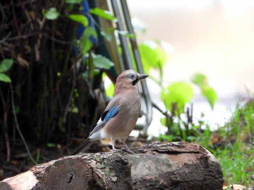 Eurasian Jay