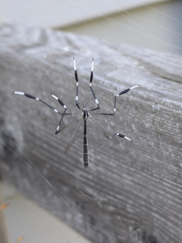 Eastern Phantom Crane Fly