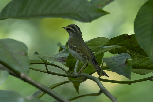 Eastern Crowned Warbler