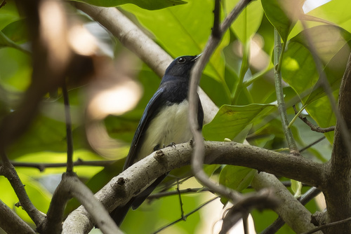 Blue-and-white Flycatcher