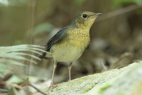Siberian Blue Robin