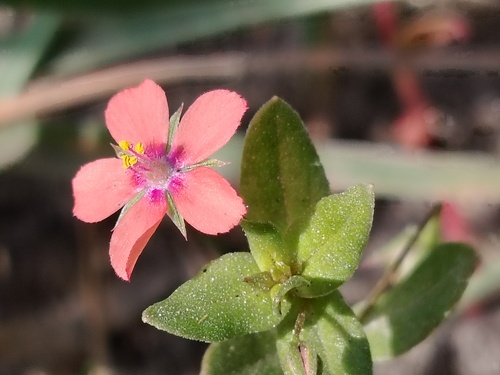 Lysimachia arvensis, photograph 4