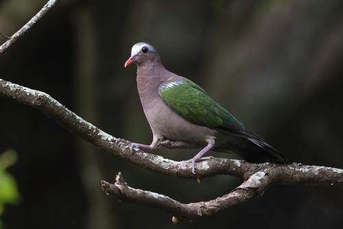 Asian Emerald Dove